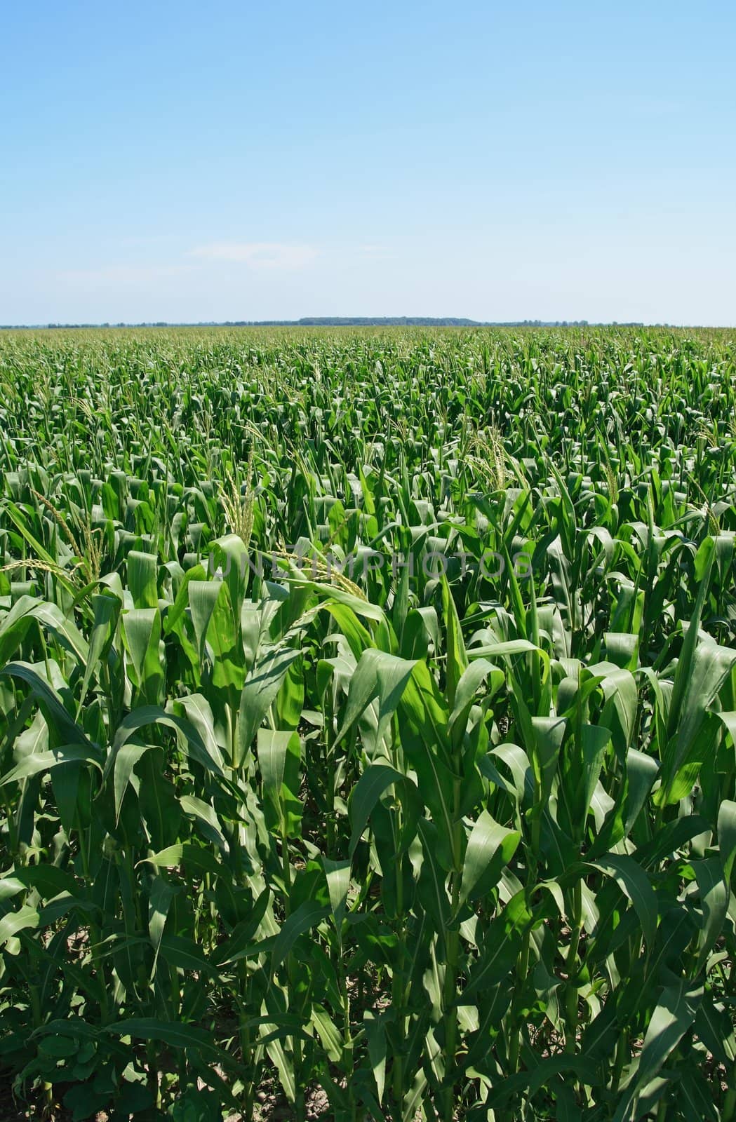 Green summer cornfield by anikasalsera