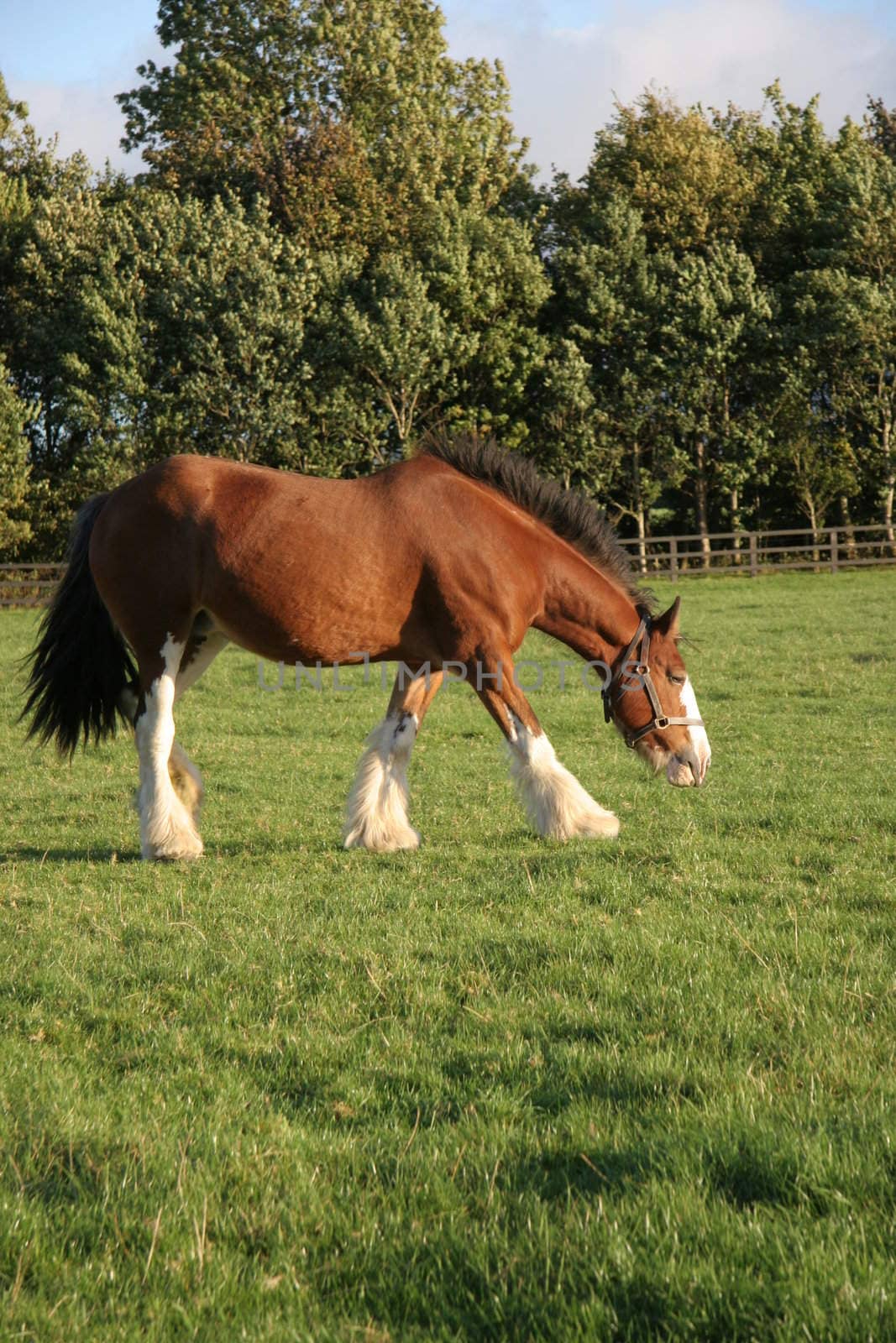 A brown horse eating grass in a meadow.