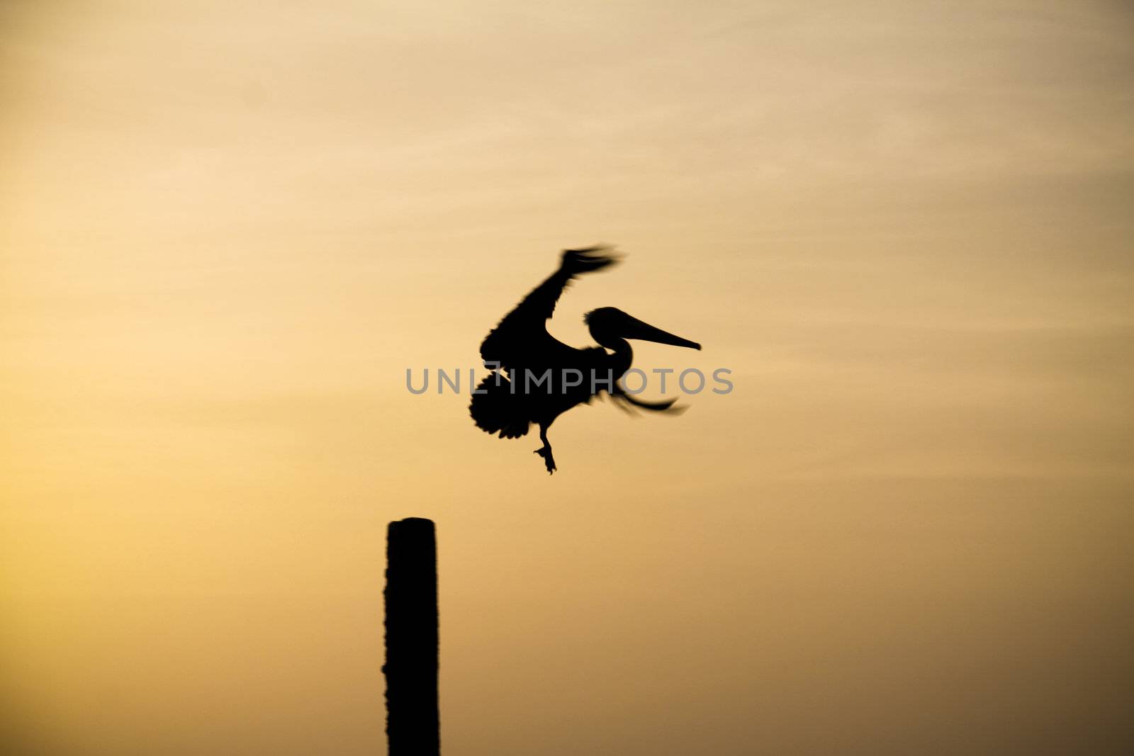 A pelican takes flight in the sunset