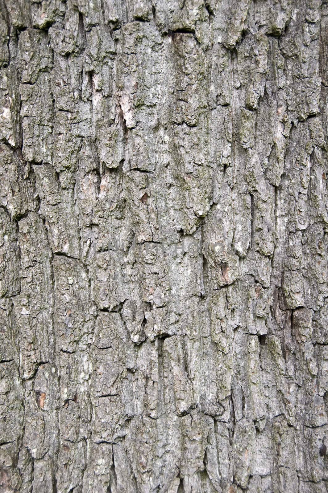 Close up of tree bark for backgrounds and texture