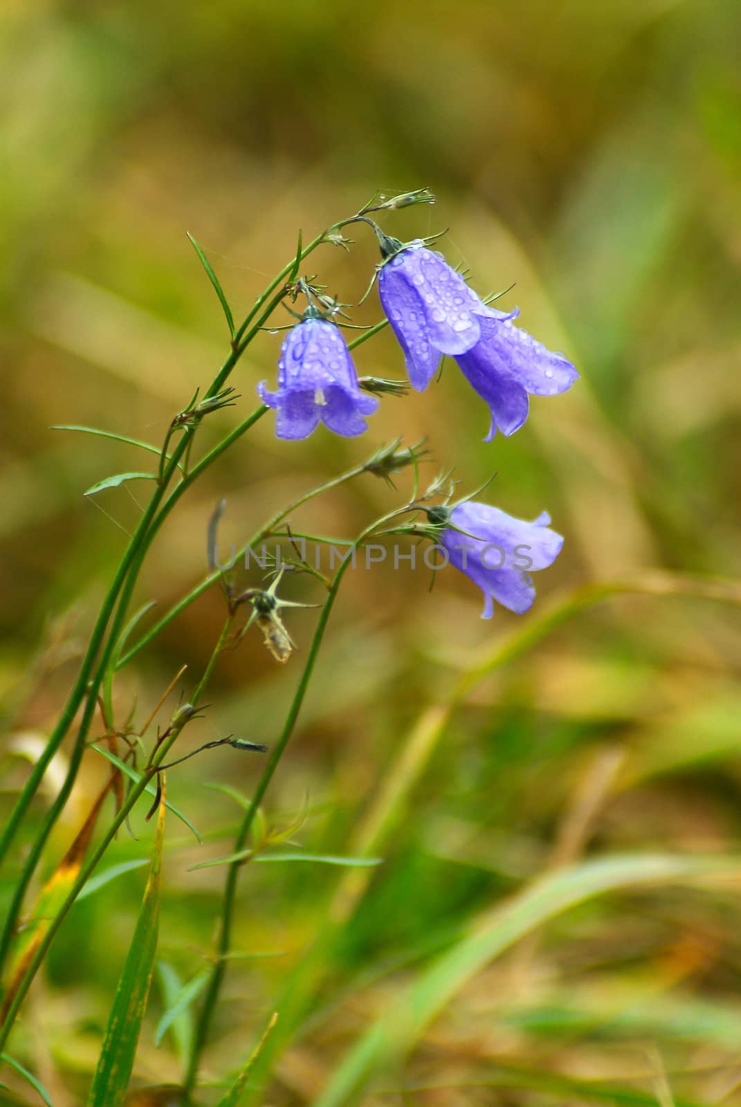 Last bluebell of year. Autumn.