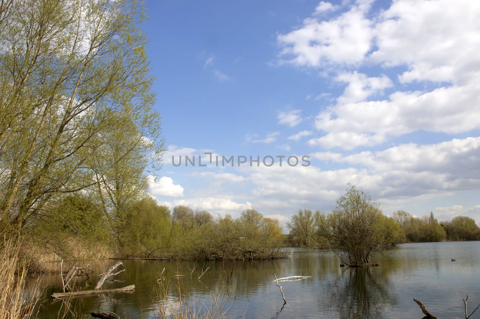 A view of a lake in spring