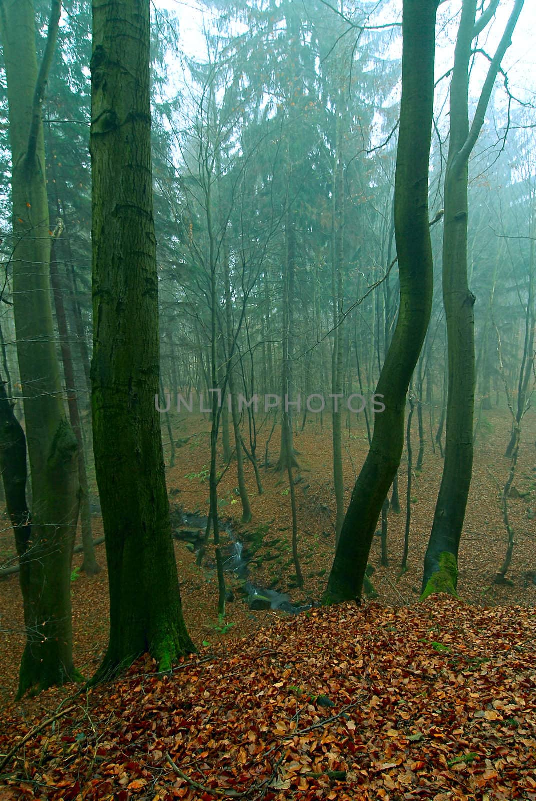 Mystical condition of a forest in the early morning