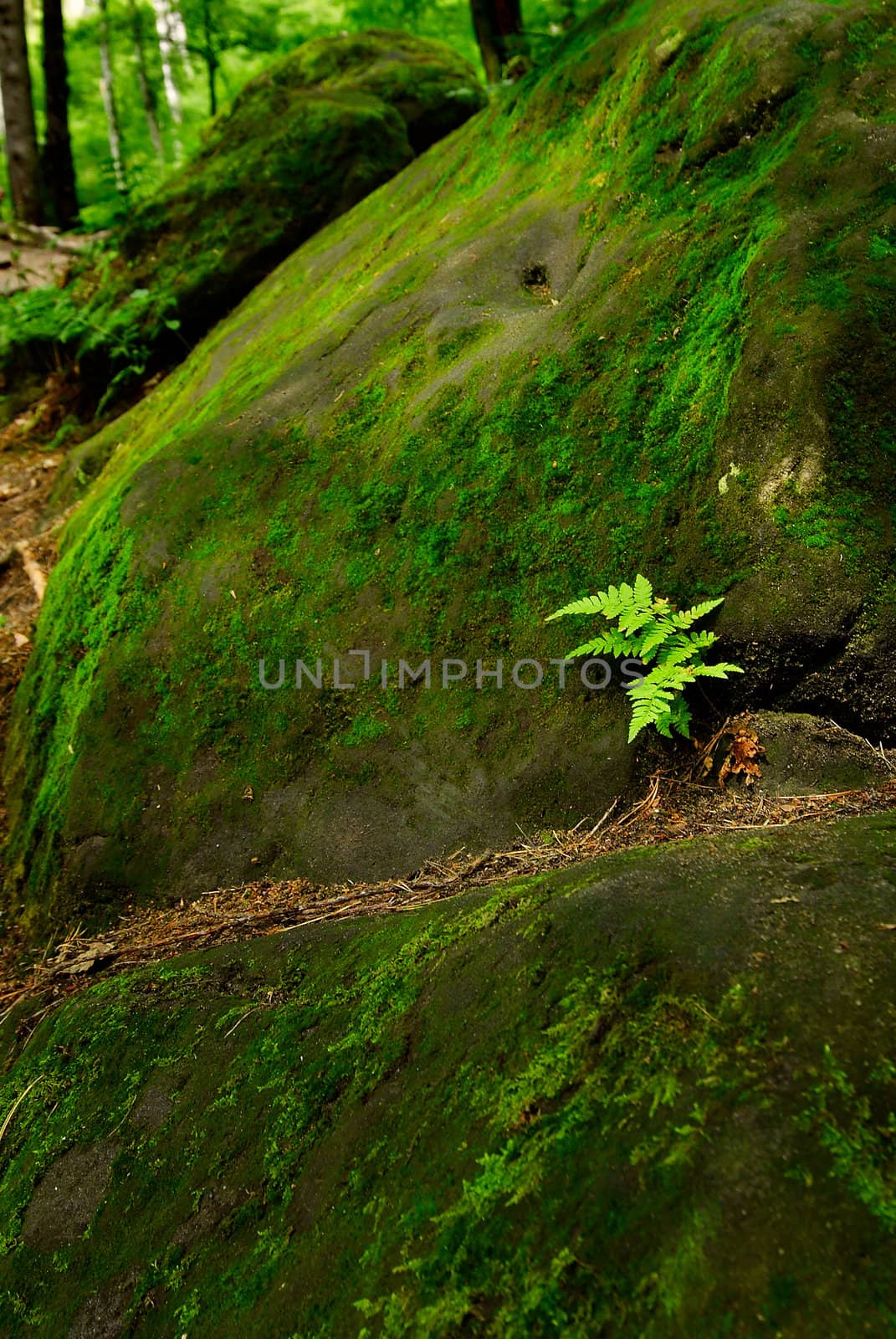 Fern, grown on a boulder.