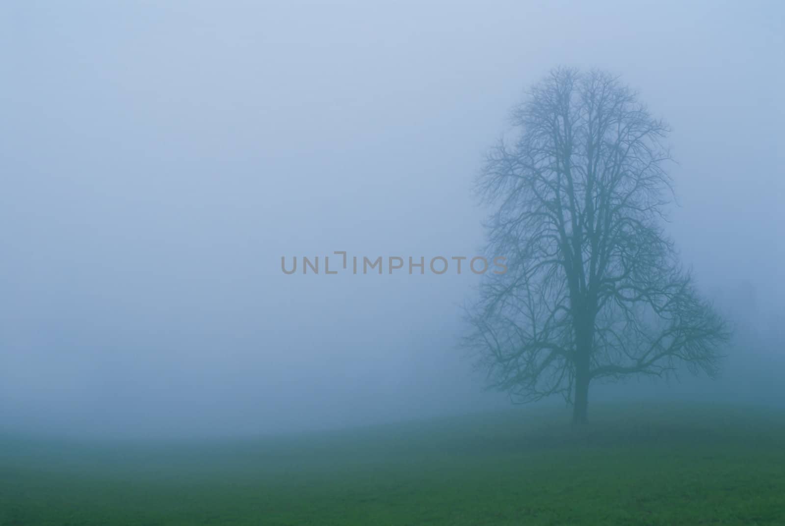 Fog - 2 by Kamensky