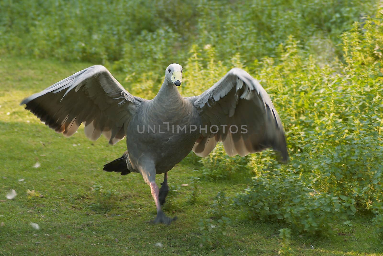 Attacking goose
Cape Barren Goose (Cereopsis novaehollandiae)