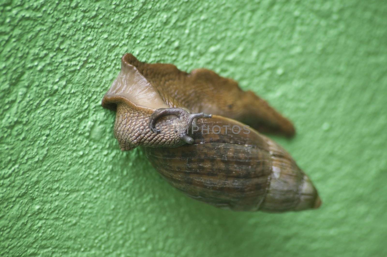 Arboreal snail from Costa Rica on a green wall.