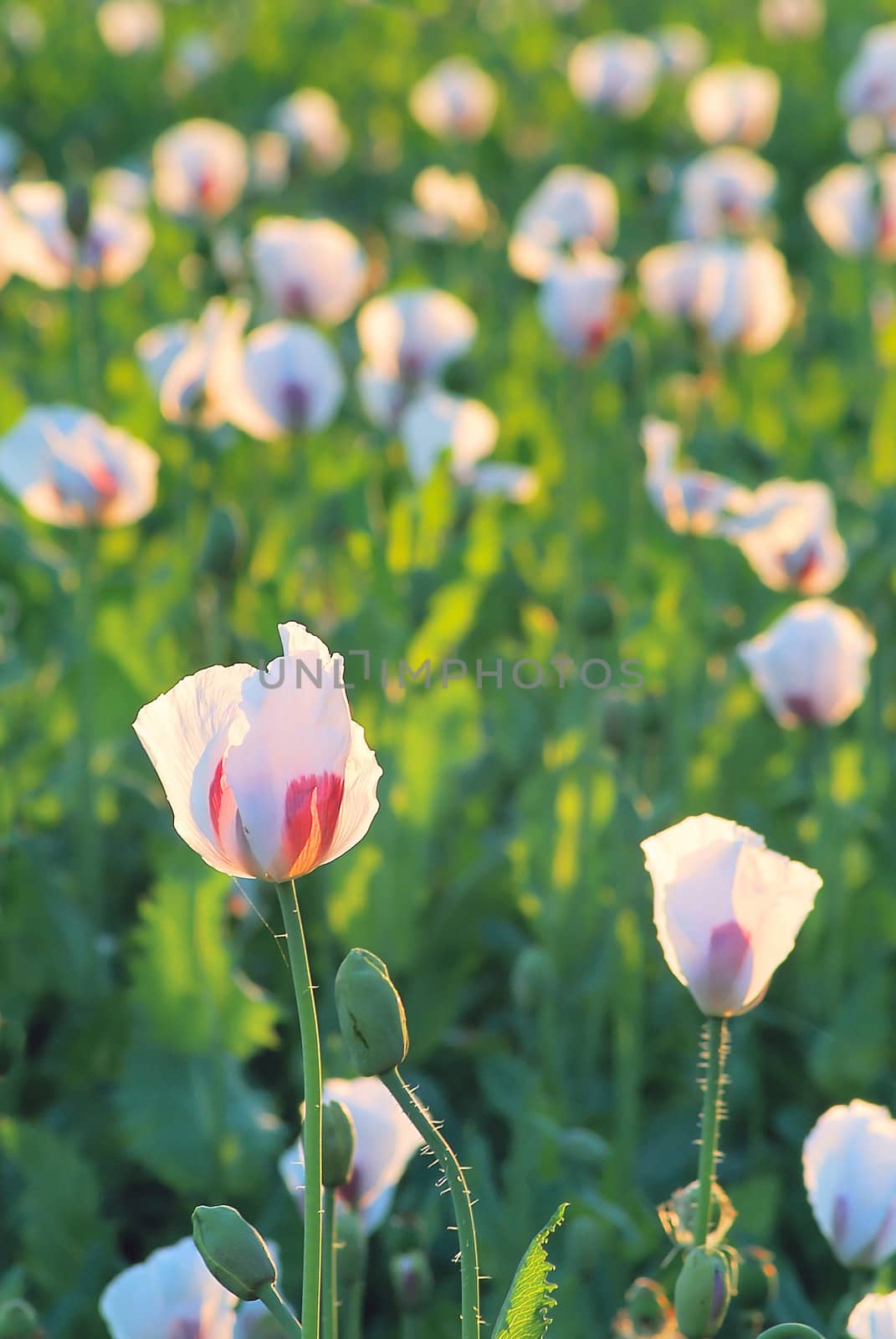 Field with blossoming white poppies