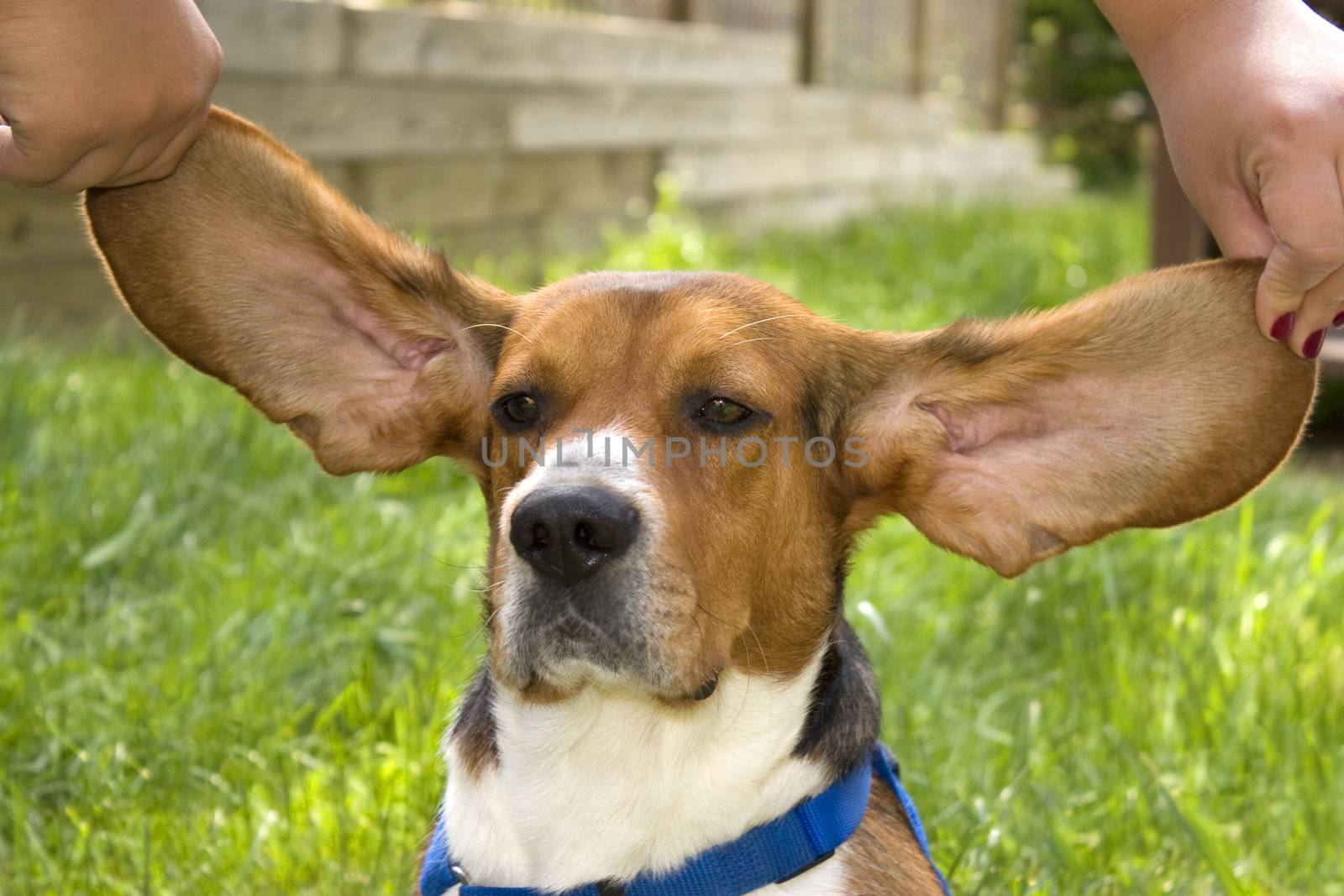 Big Ear Beagle by graficallyminded