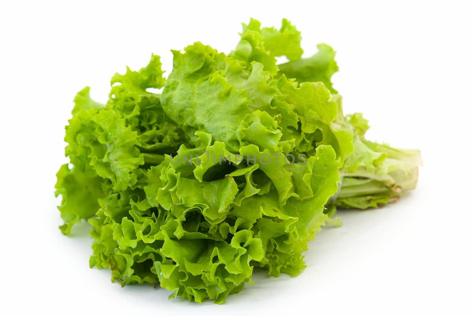 Lettuce. Green salad on a white background.