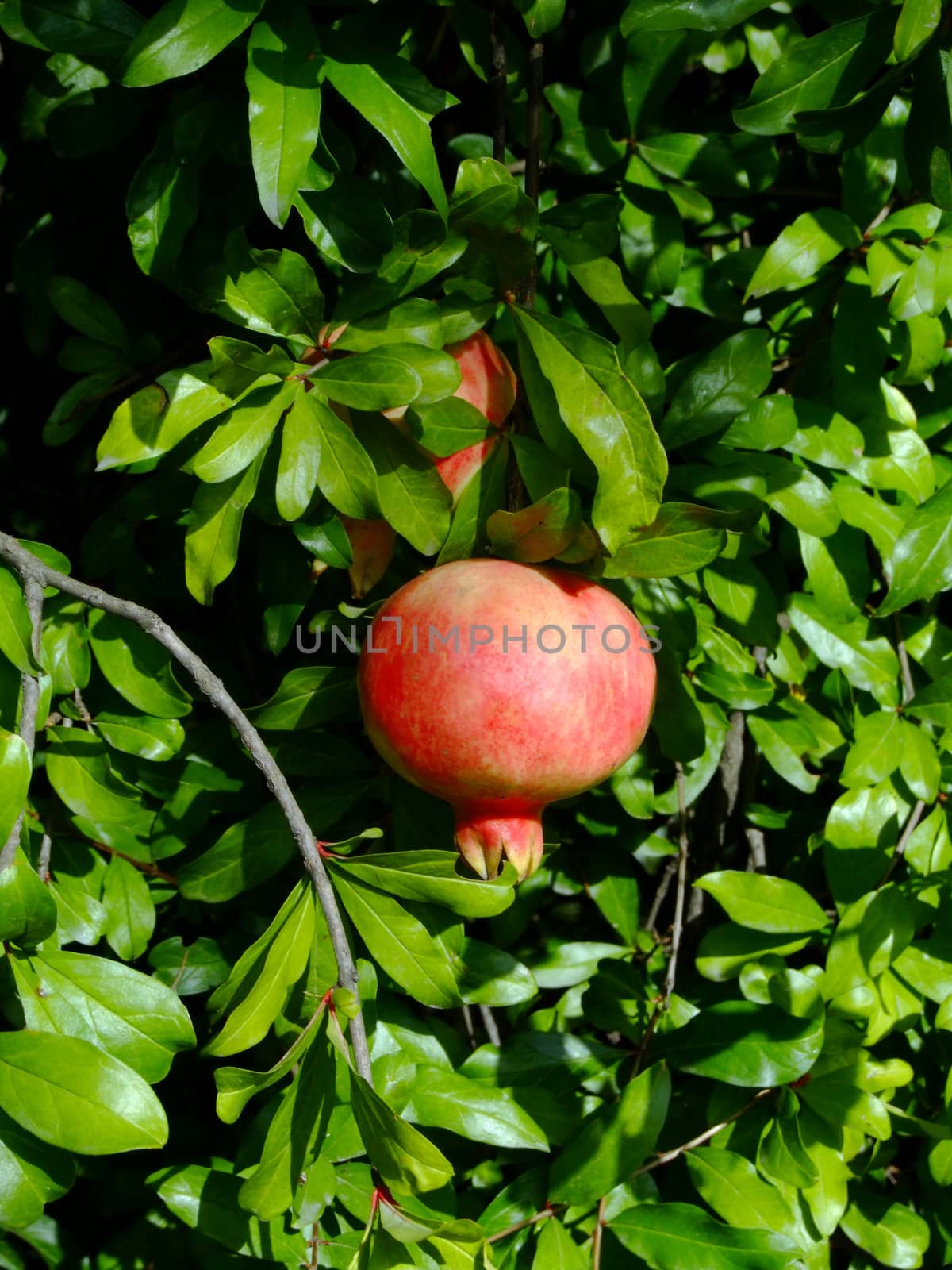 Pomegranate fruit on the tree