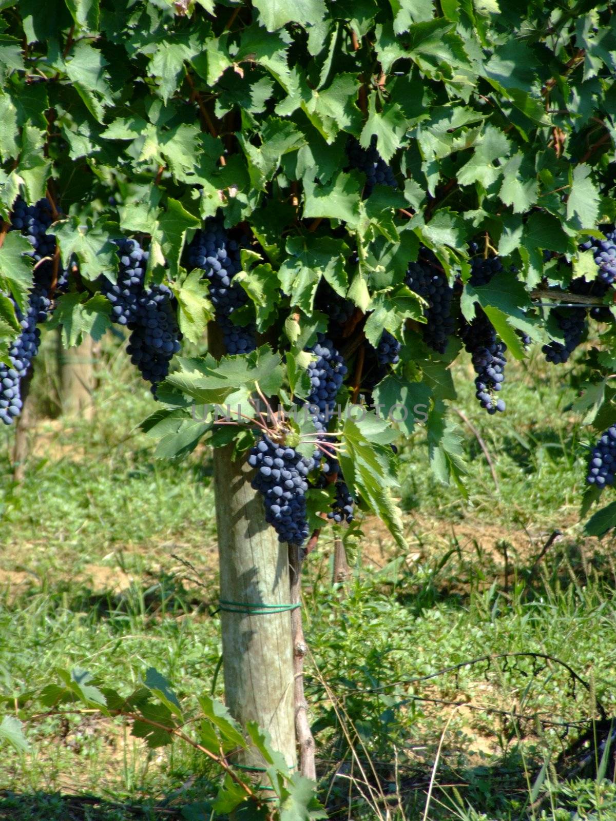 Black grapes in an italian vineyard