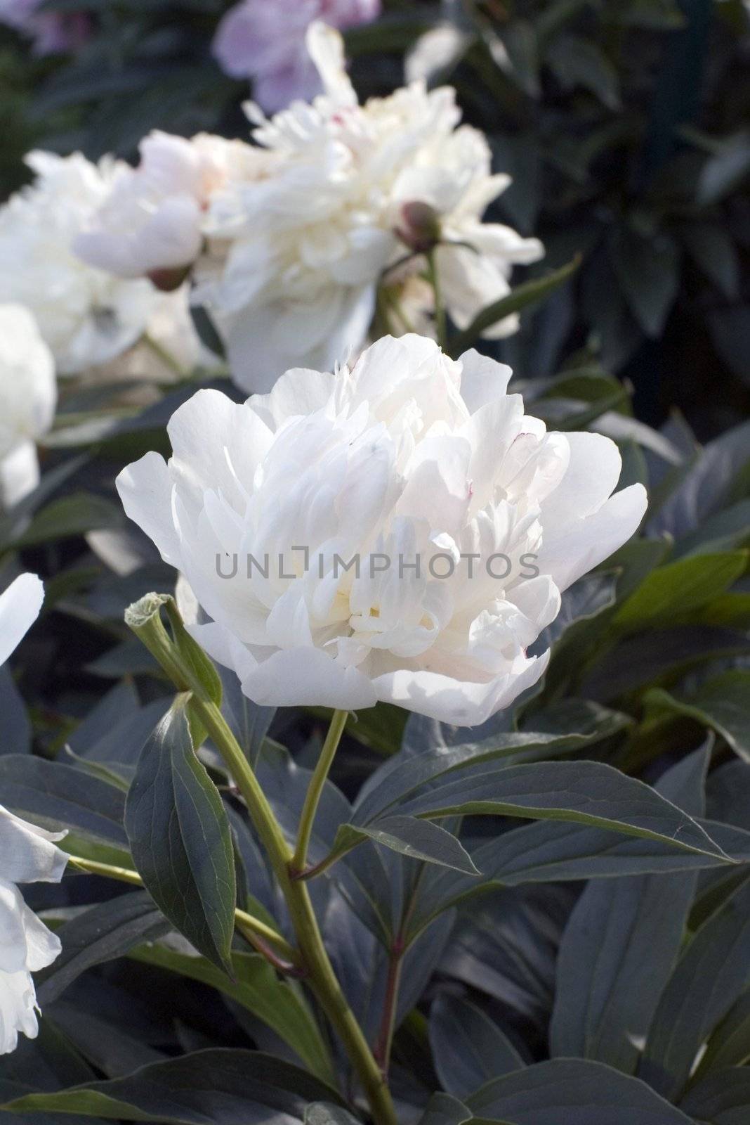 White Peony on green background