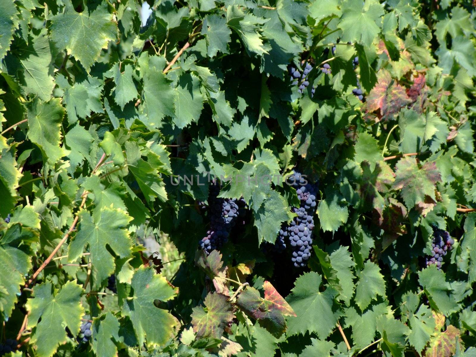 Black grapes in an italian vineyard