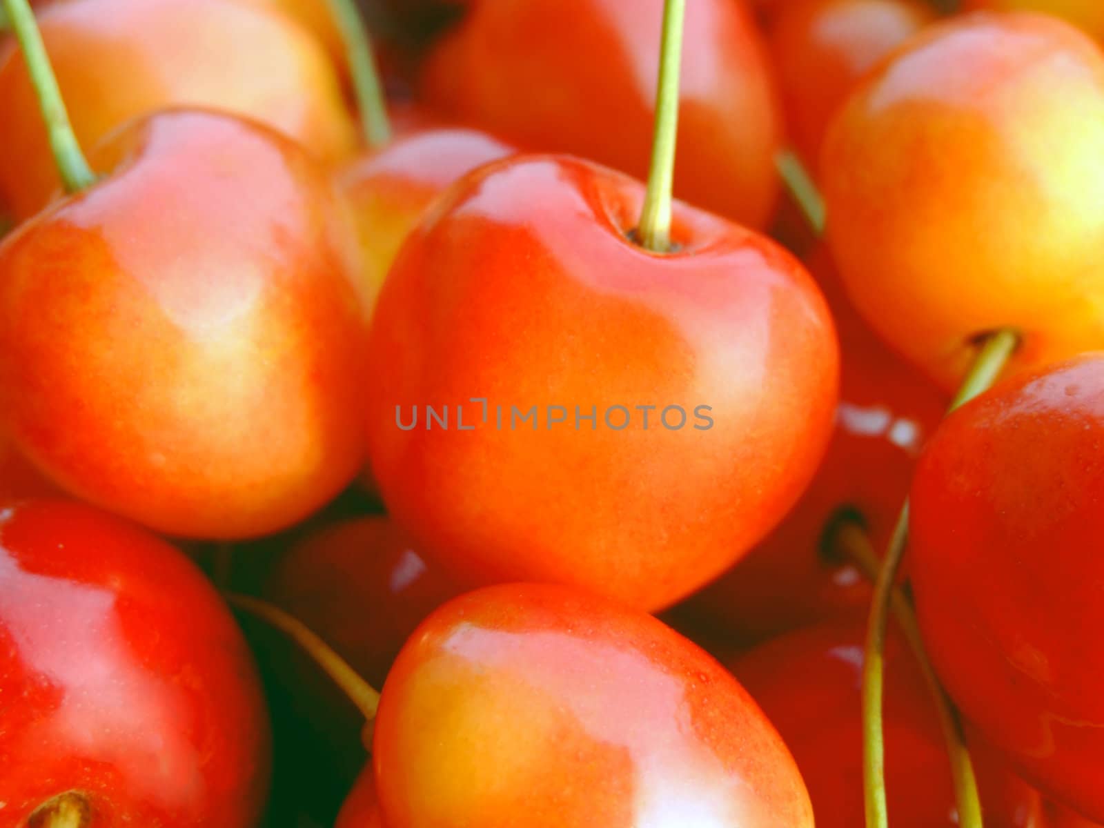 close-up of ripe double color cherries