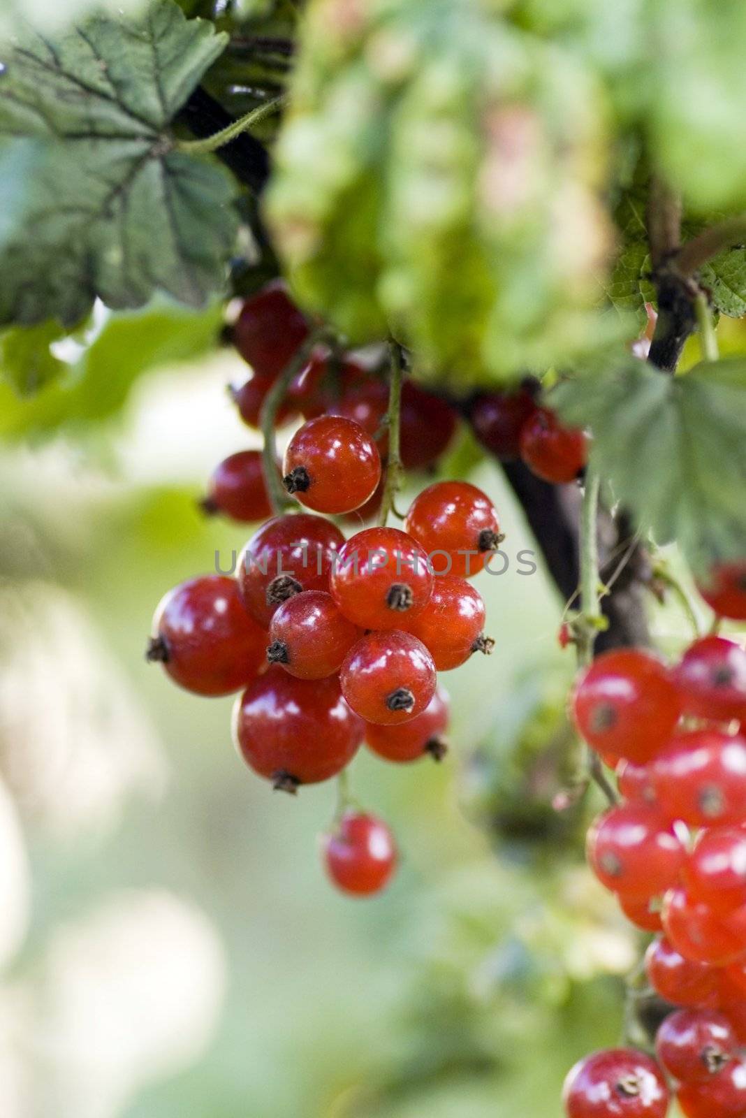 Red currant

