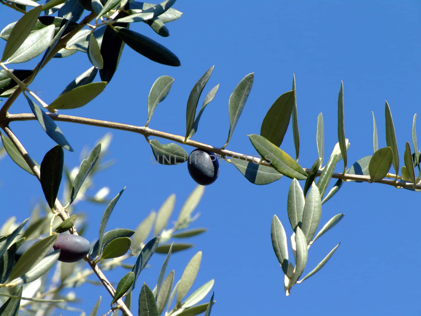 Ripe olives on olive tree branch