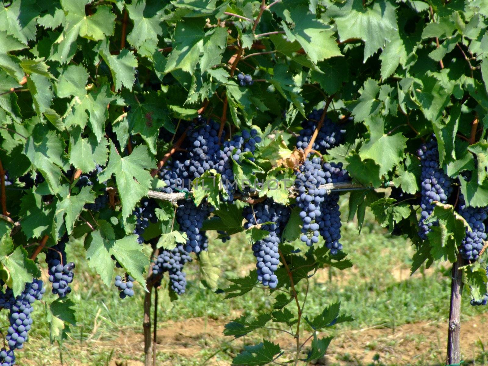 Black grapes in an italian vineyard