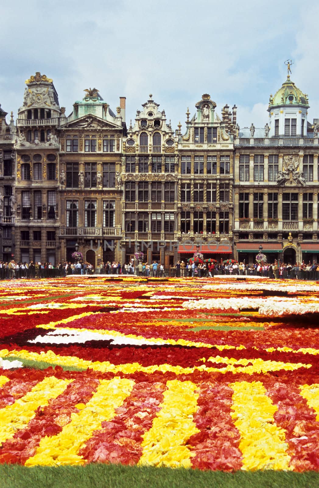 The Brussels flower carpet is designed of Begonias every second year in the central square - Grand Place. It is surrounded by guild houses and tourists.