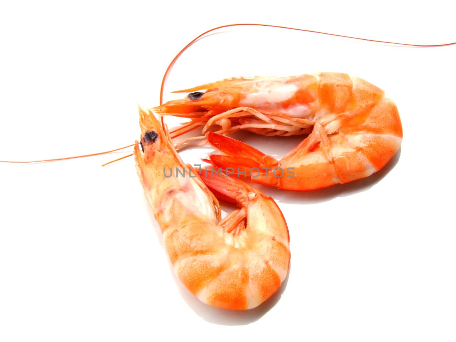 Two shrimps over white background