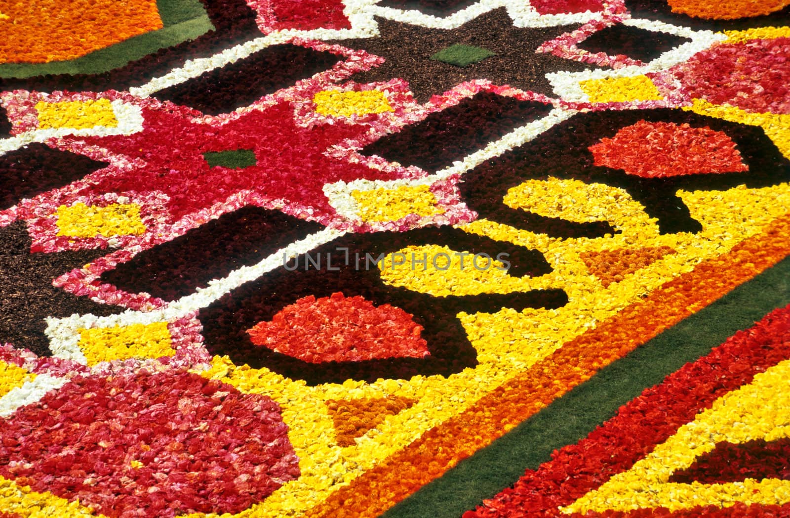 Flower carpet detail by ACMPhoto