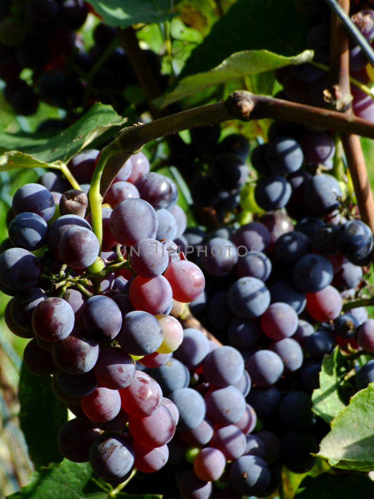 Close-up of ripe black grapes