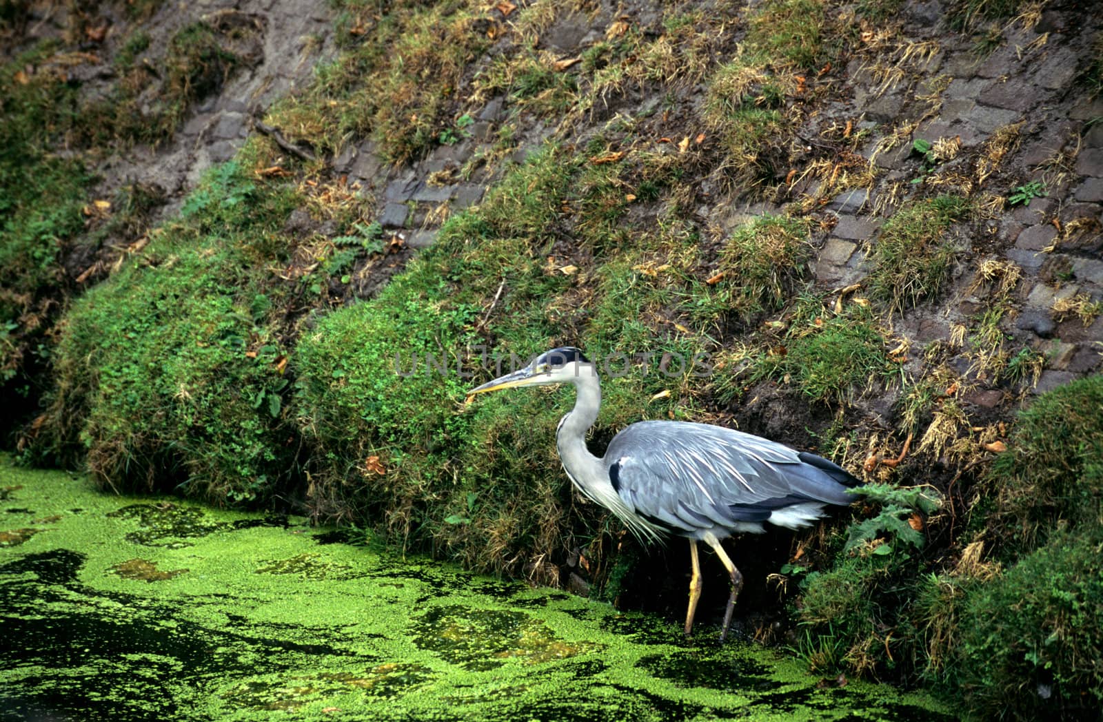 A Great Blue Heron looks for food in a pond in Den Haag, The Netherlands.