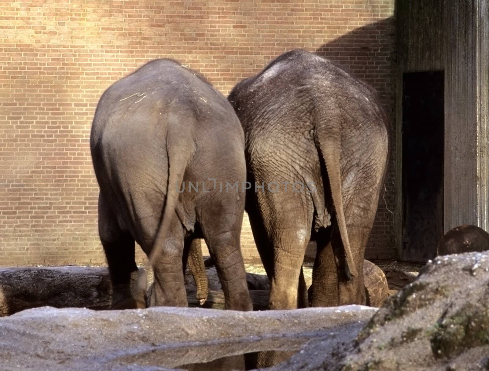 A pair of elephants from behind.