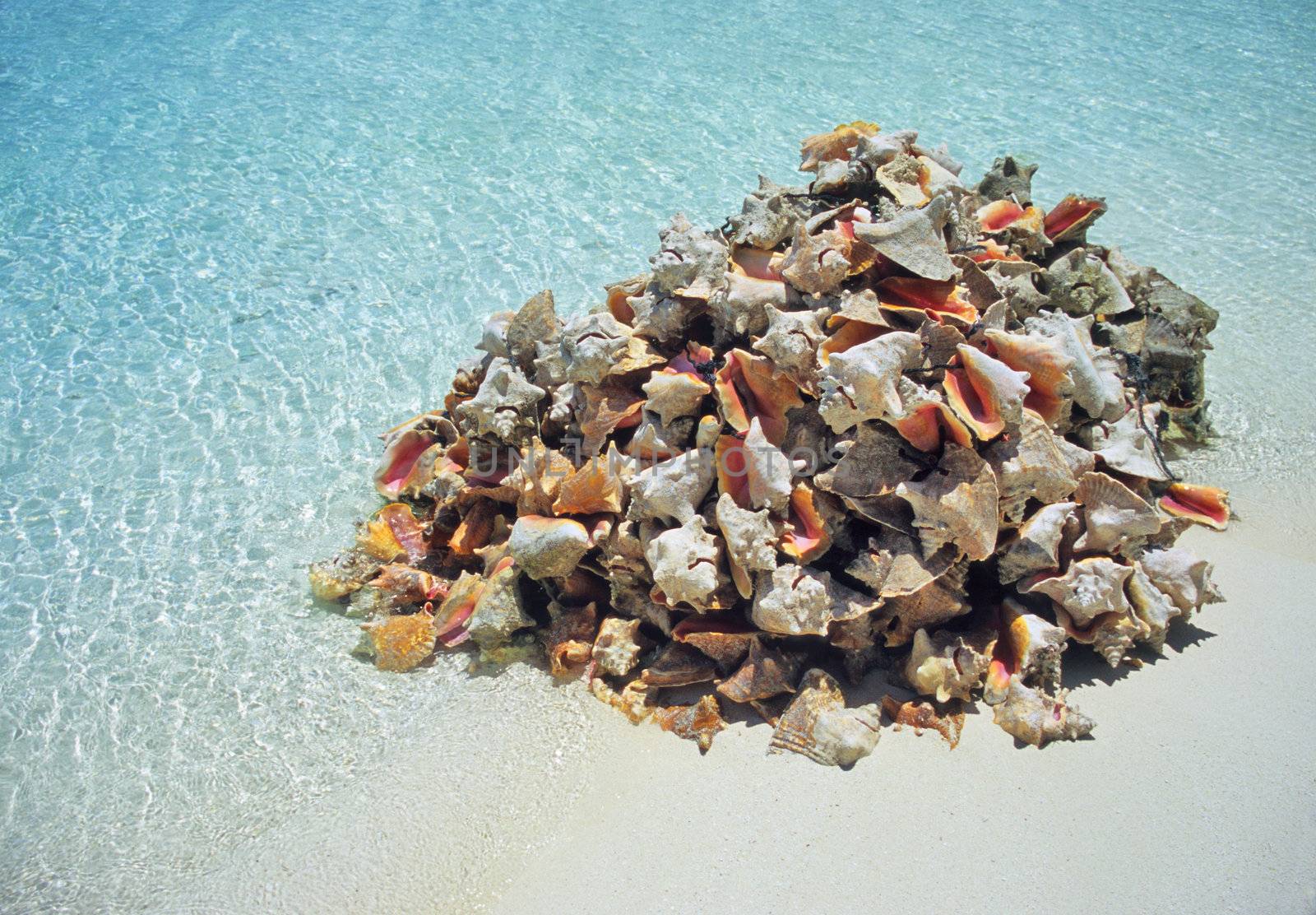 A pile of conch shell sit on the white sand beach of Great Exuma Island, the Bahamas. The locals eat the conch in salads.