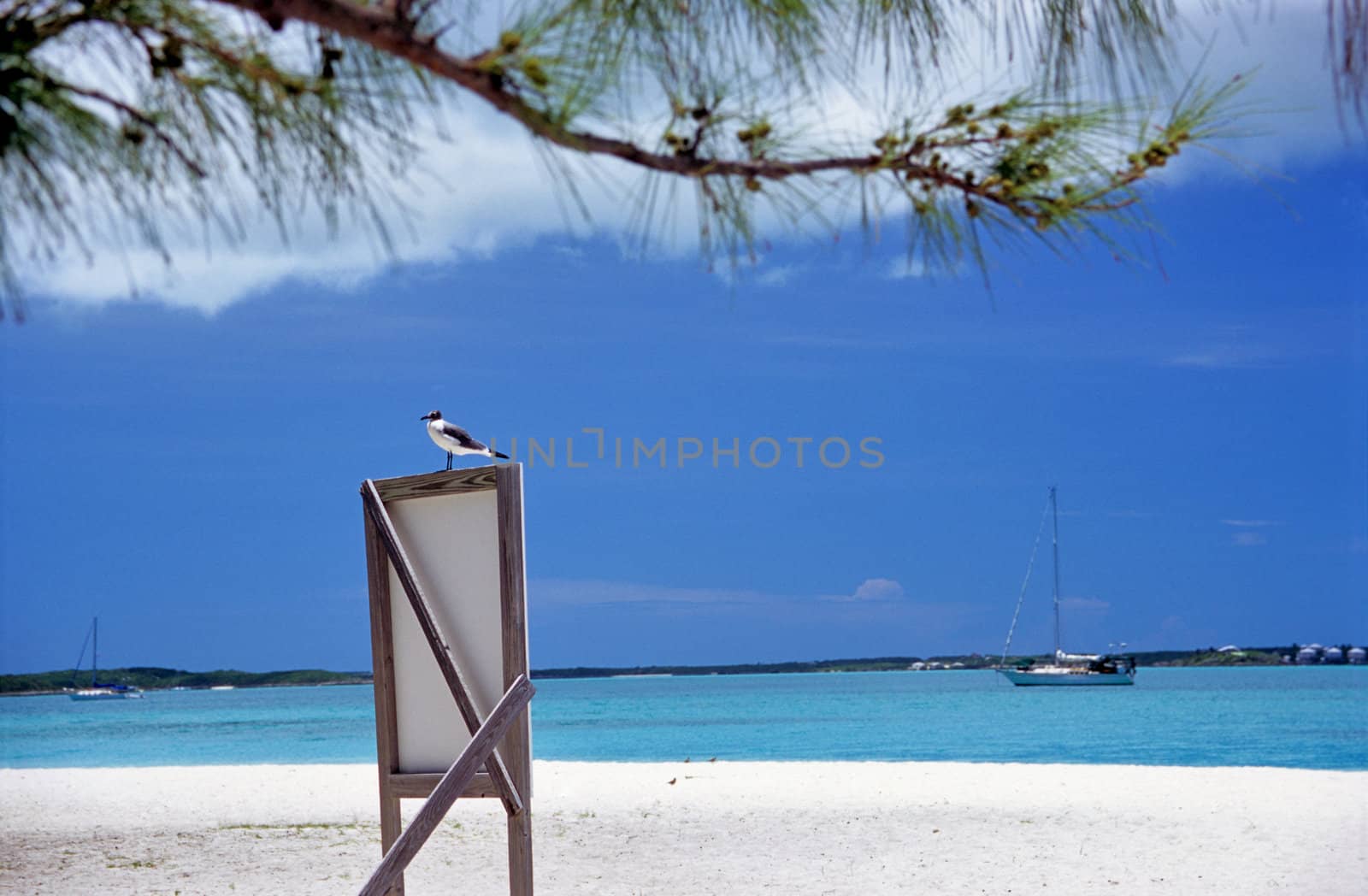 Sea Bird on Sign by ACMPhoto