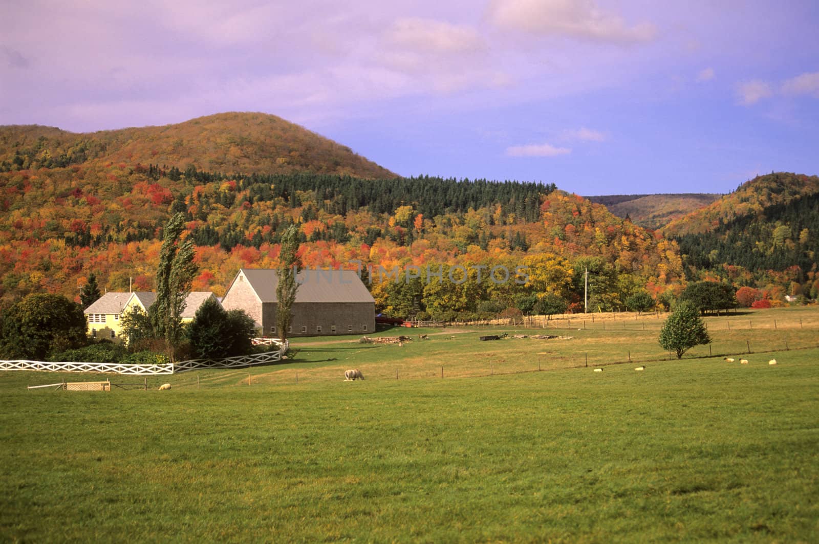 A rural sheep farm sits surrounded by mountains with colorful autumn leaves in Cape Breton, Nova Scotia.