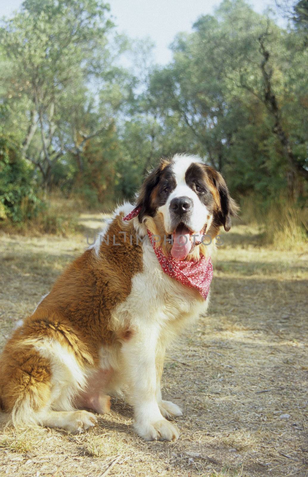A happy but hot Saint Bernard dog enjoying a vacation in the South of France. Olive grove in the background.