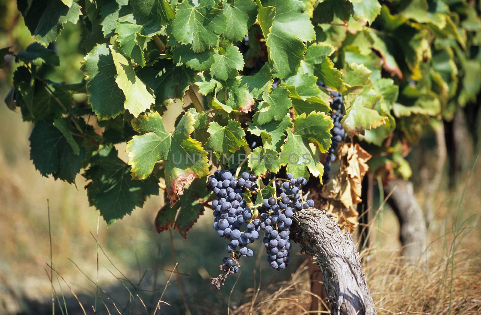 Grapes growing in the Provence region of France for the wine harvest.