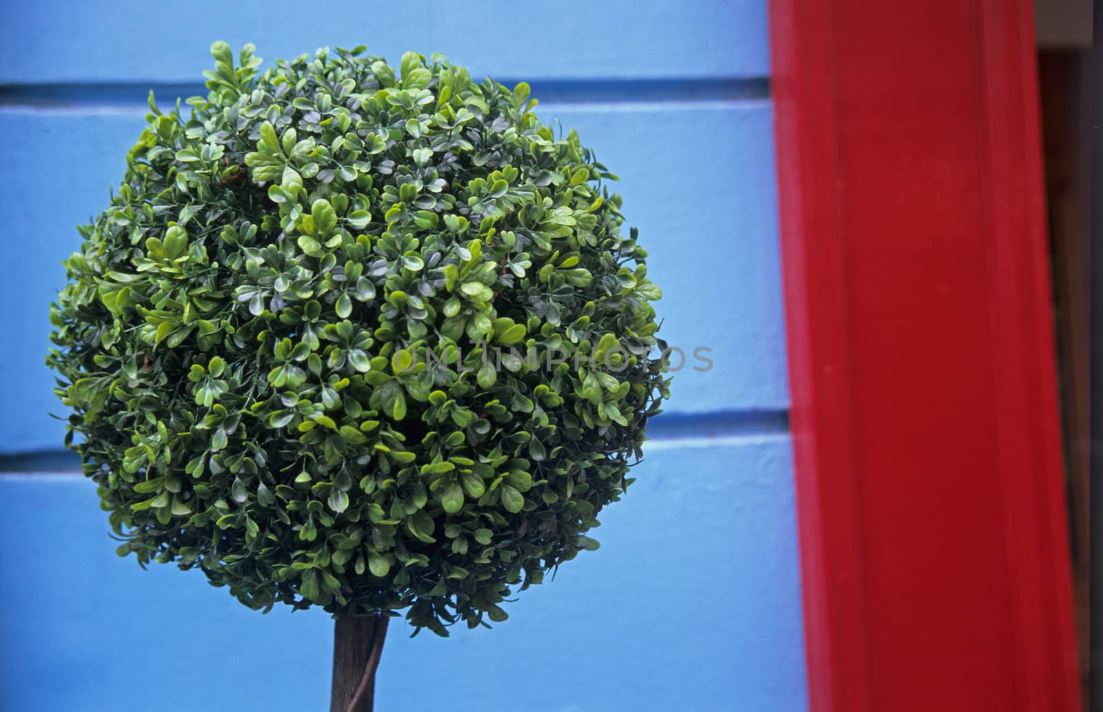 A topiary on a blue and red background