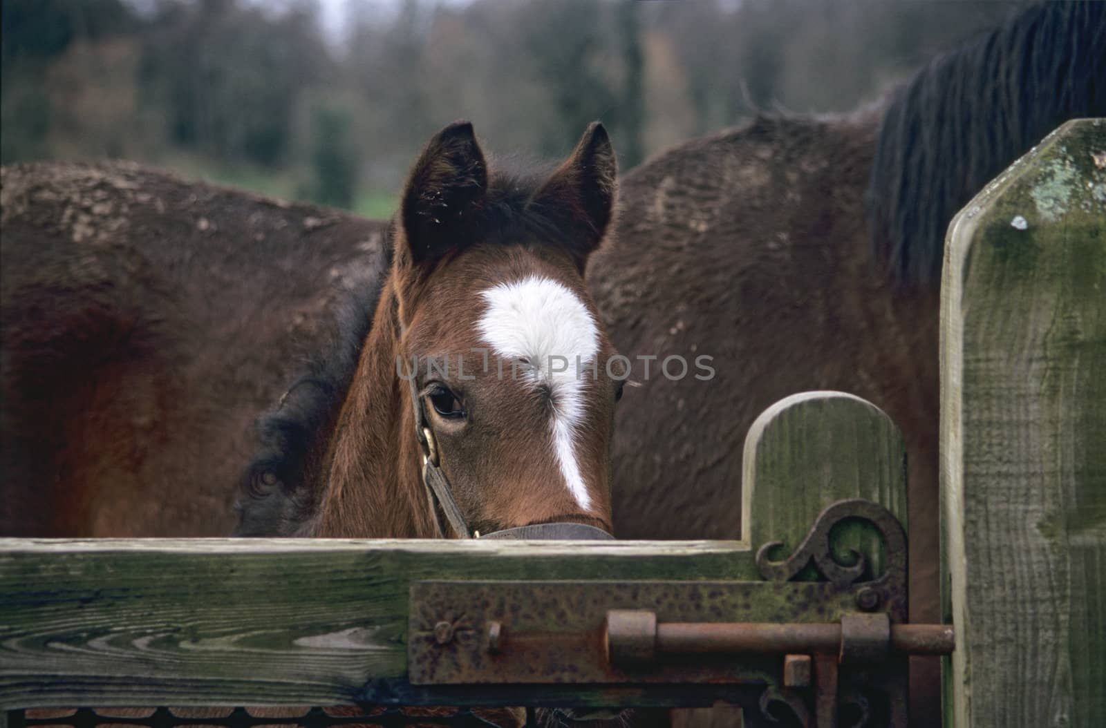 Peaking over the gate by ACMPhoto