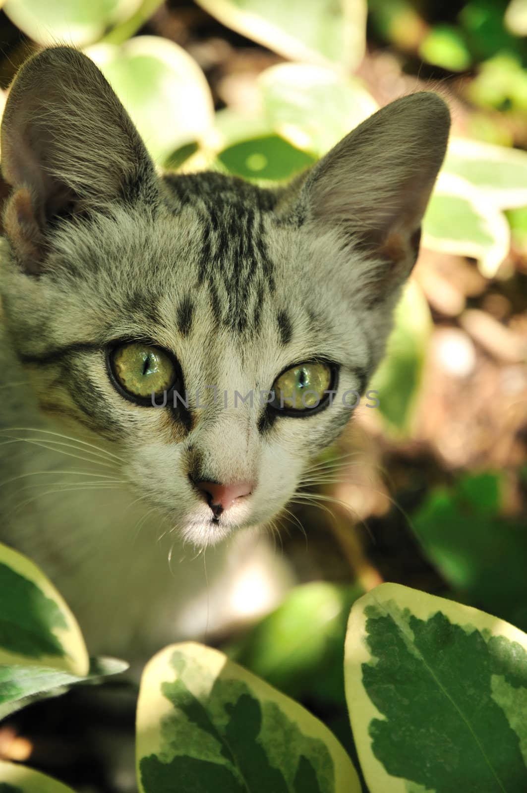little grey kitten hunting in the grass 