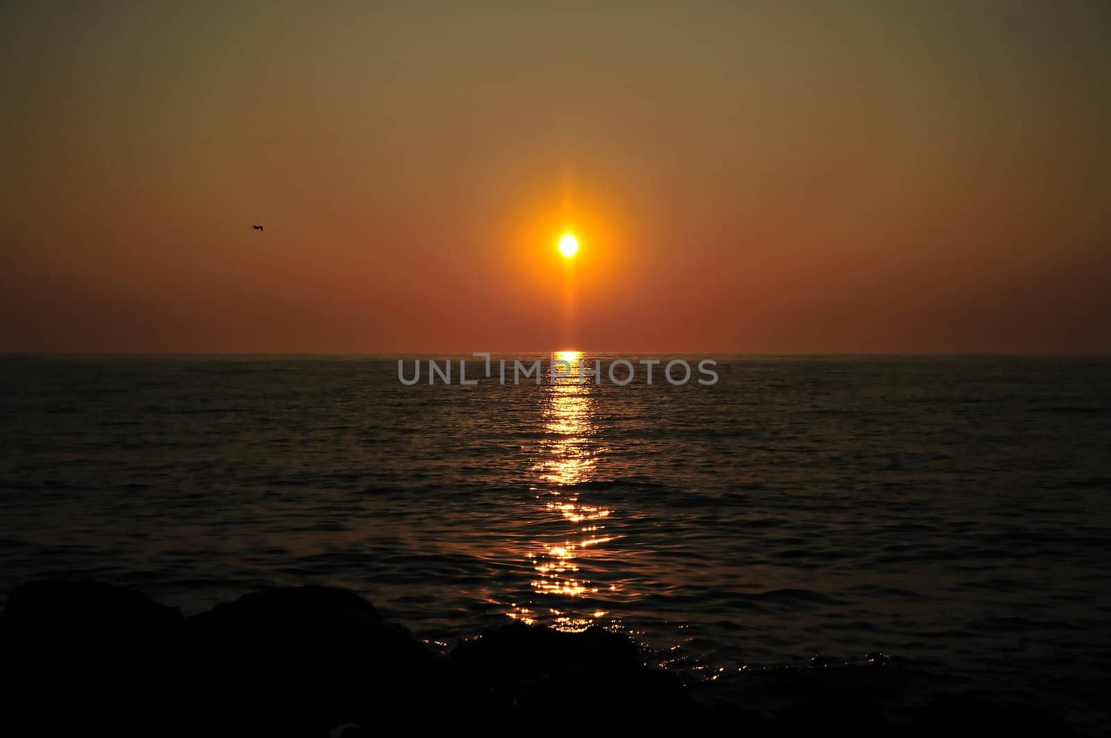 sun setting over the Black sea, little bird flying towards the sun