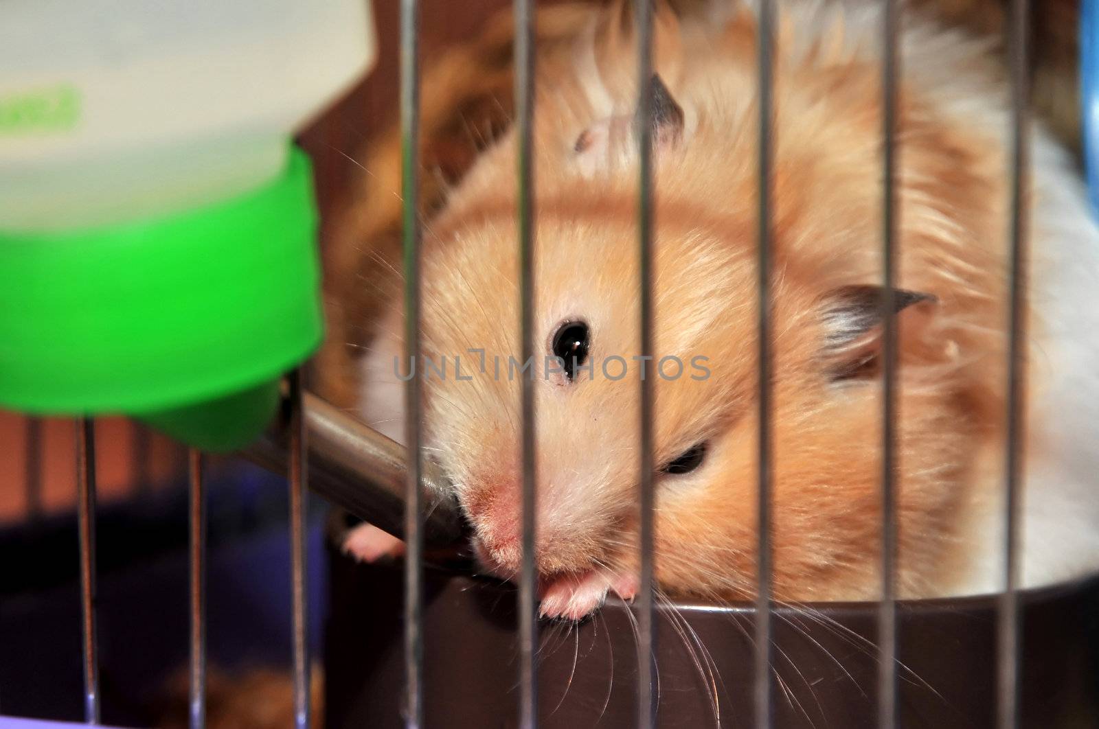 little red hamster is using  hanging drinker in the cage