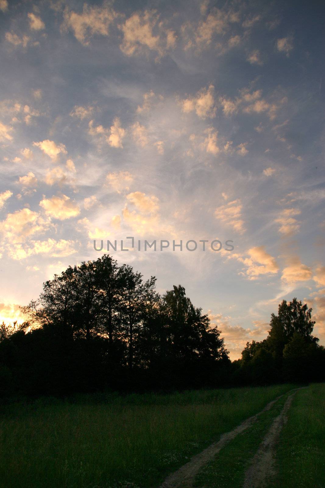 rural road into the forest on sunset