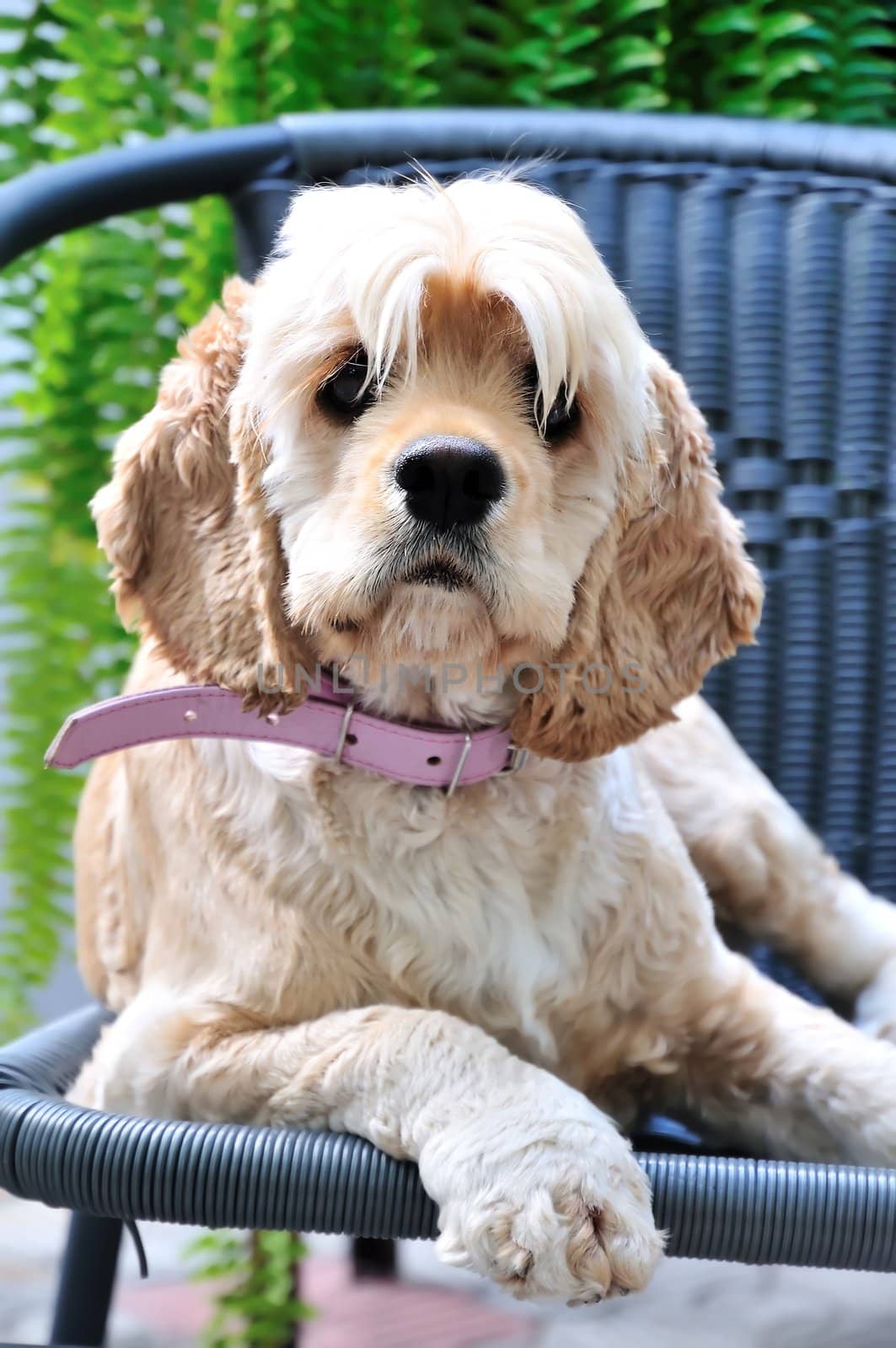 funny cocker spaniel  laying on the chair