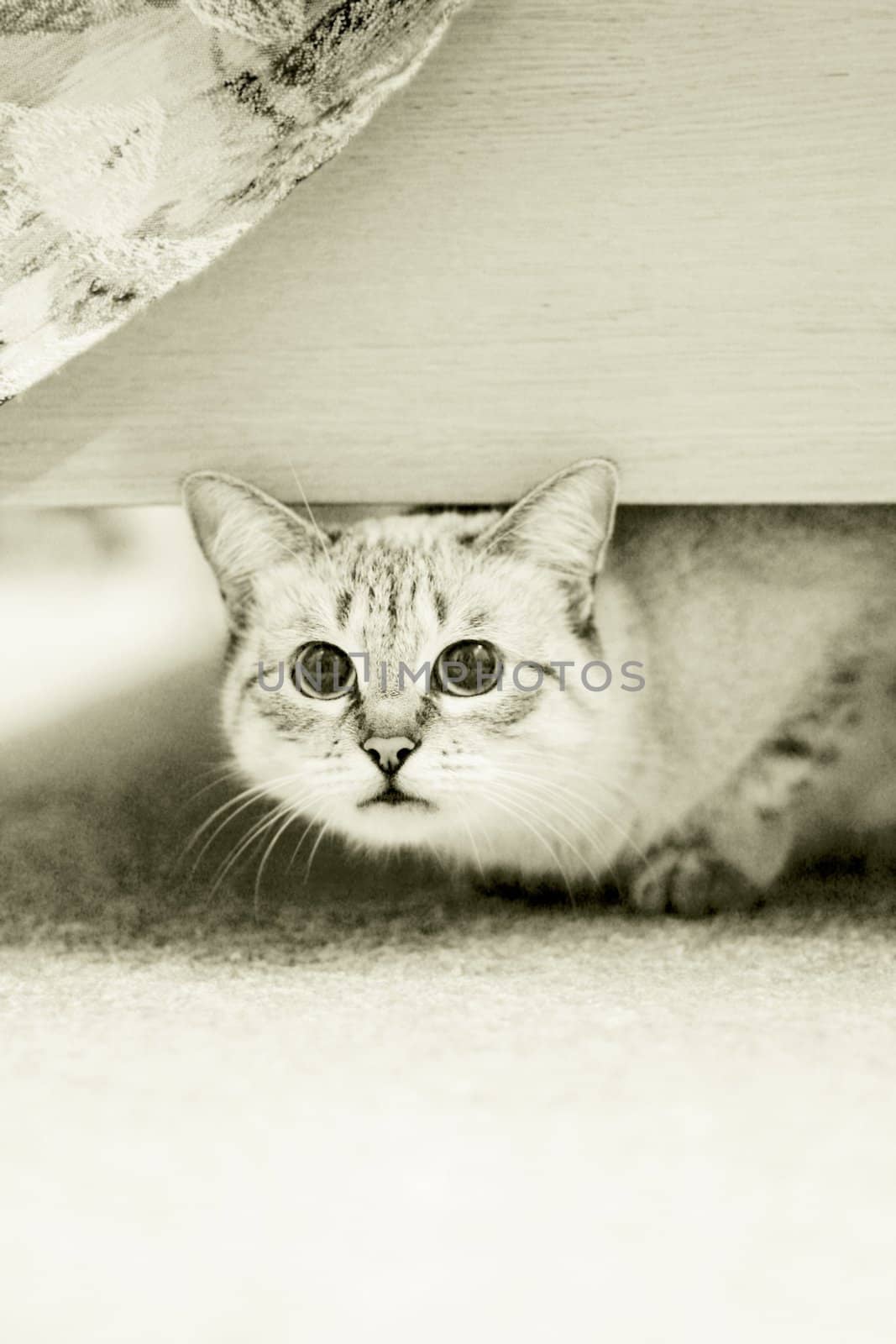 guilty cat hides under bed, selective focus on eyes, sepia toned