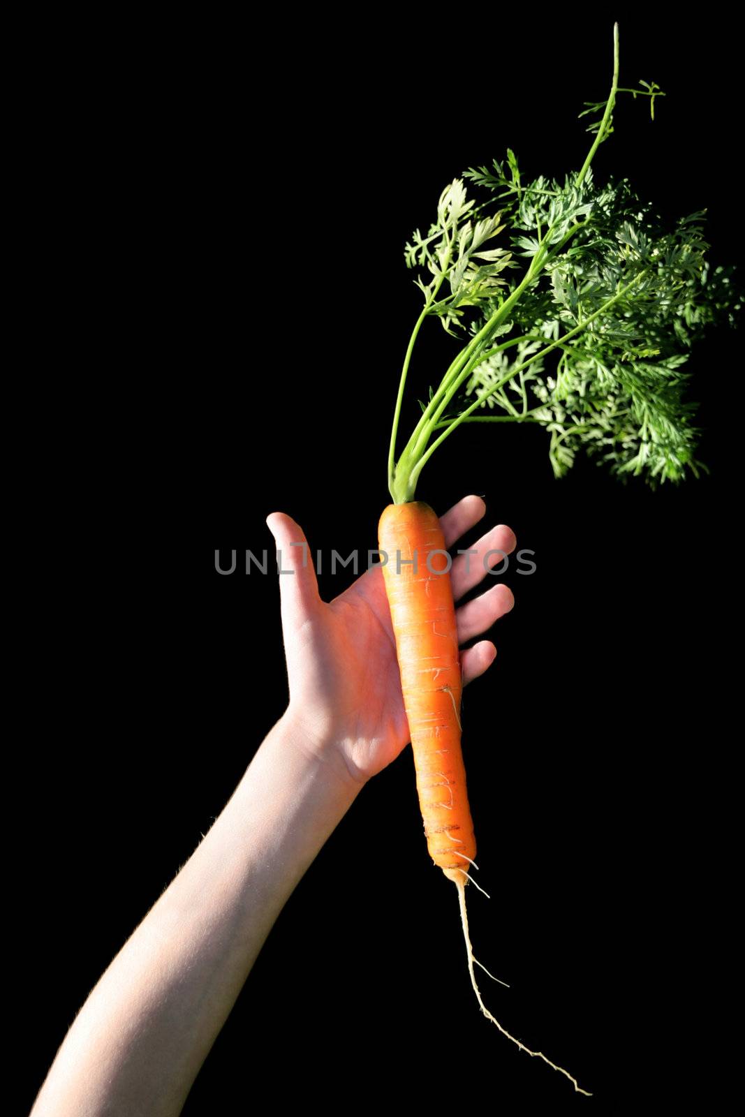 child holds a fresh clean carrot, isolated on black background