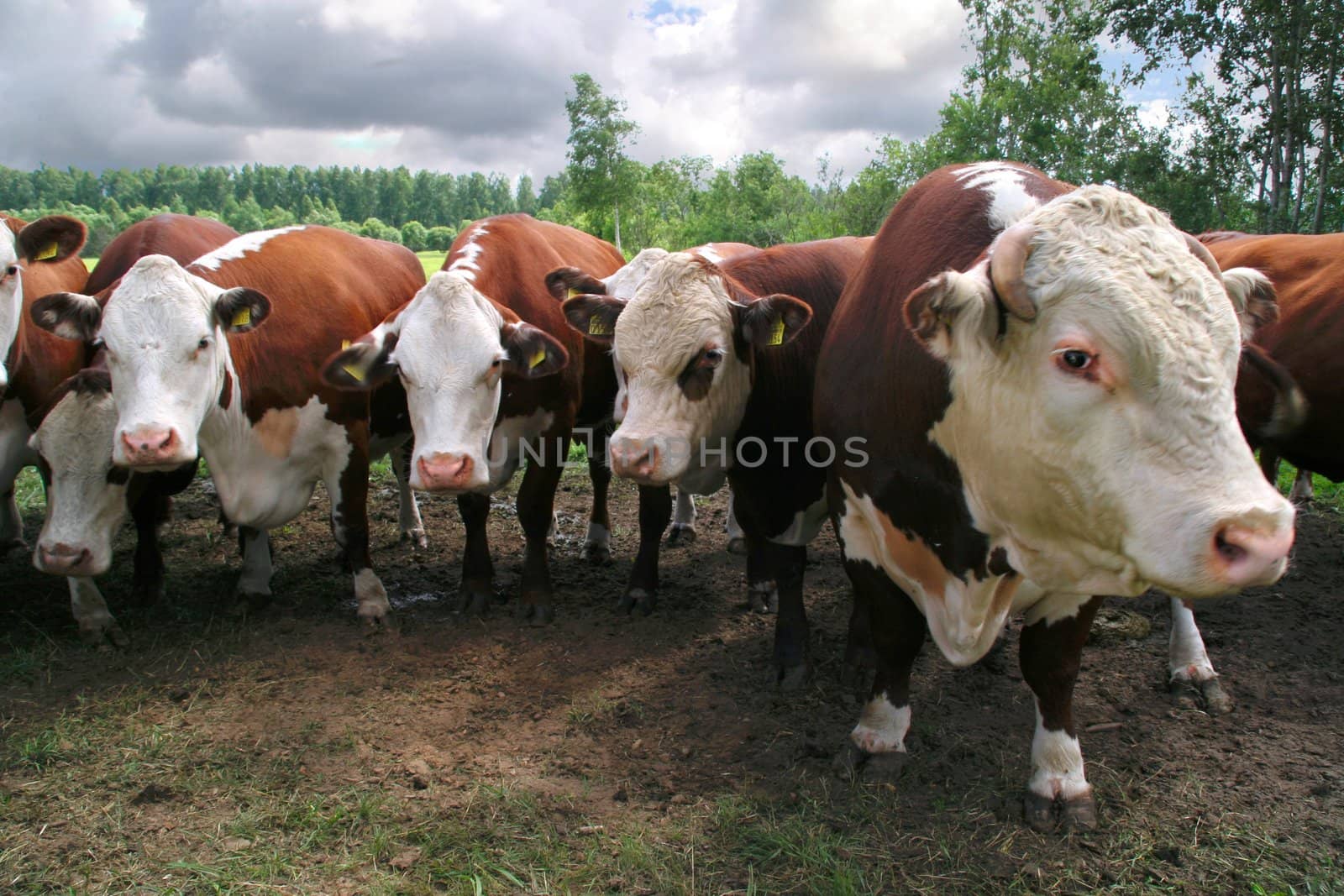 Cow family on pasture field