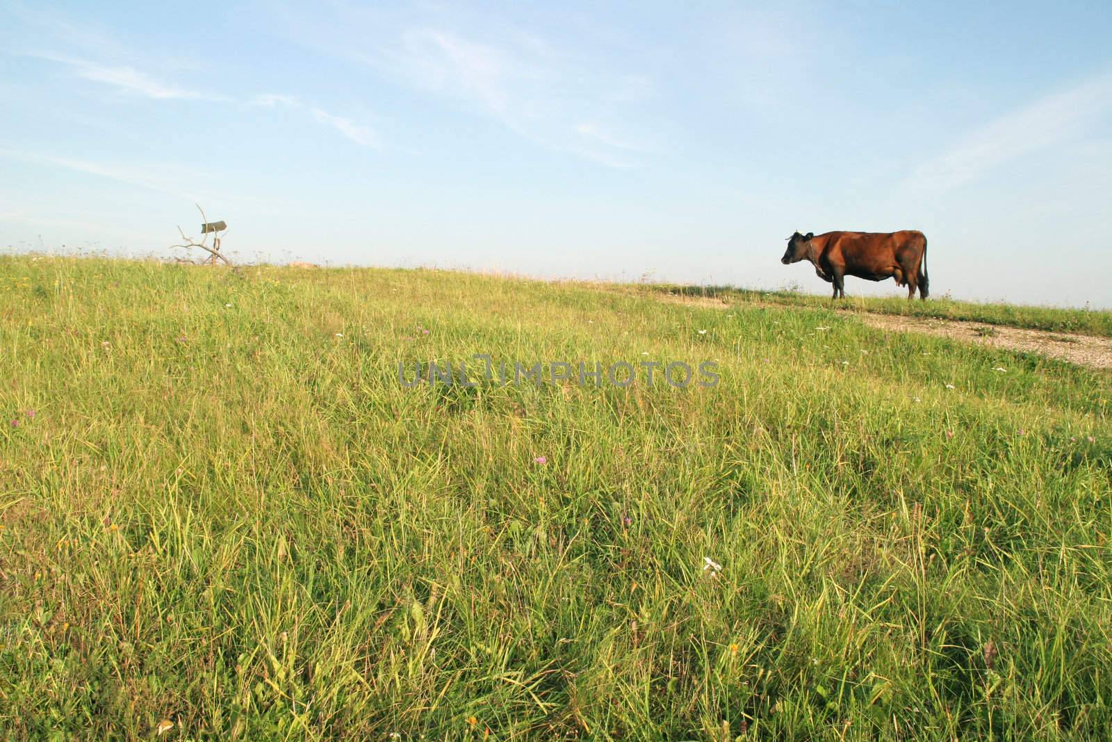 cow feeding in the meadow by the country road, Latvia, Europe