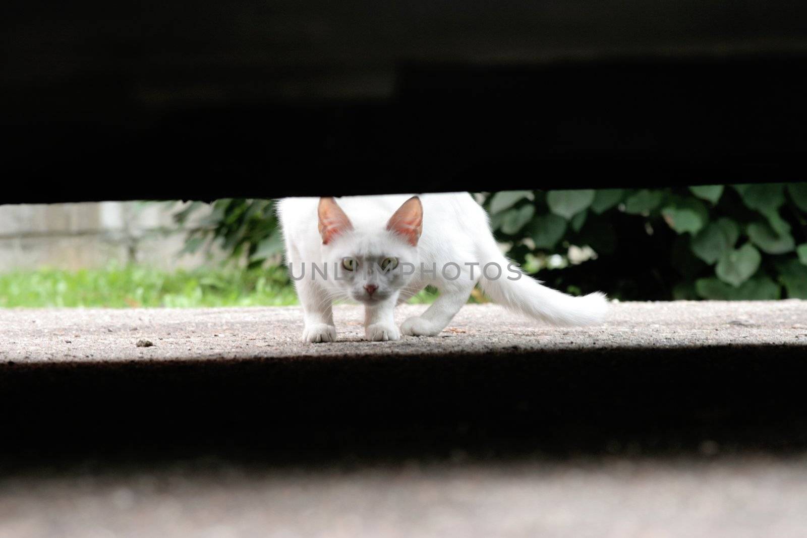 white cat hides under low sports car