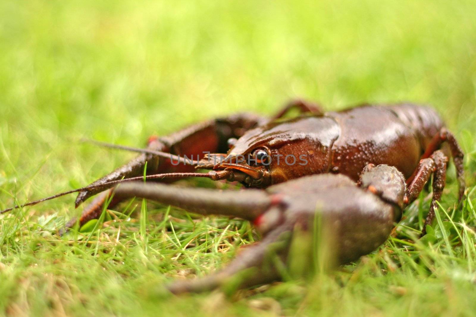 live crawfish in fresh green grass, selective focus on eye