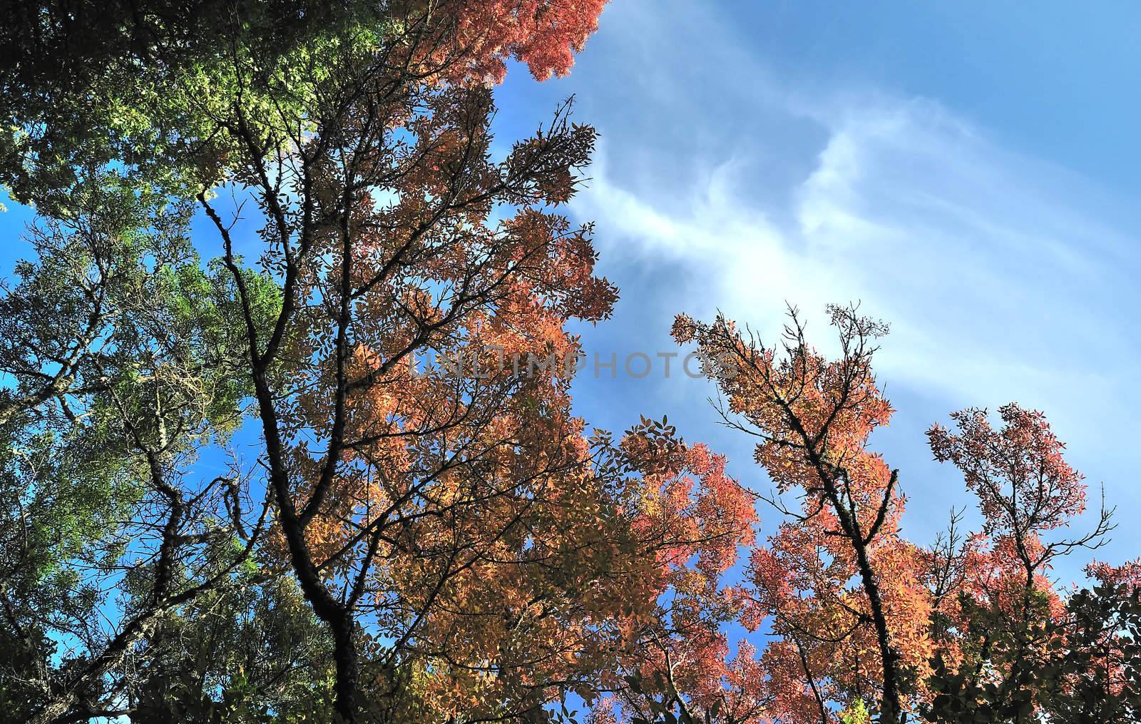 Yellow, red, green autumn leaves on tree over blue sky
