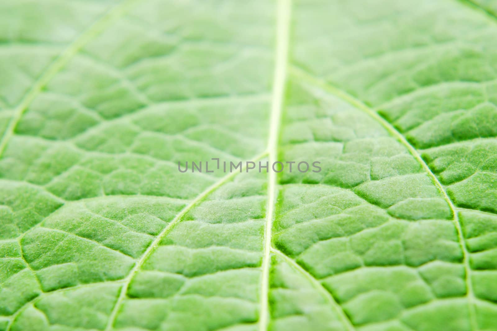 green leaf macro shot, selective focus on leaf structure veins