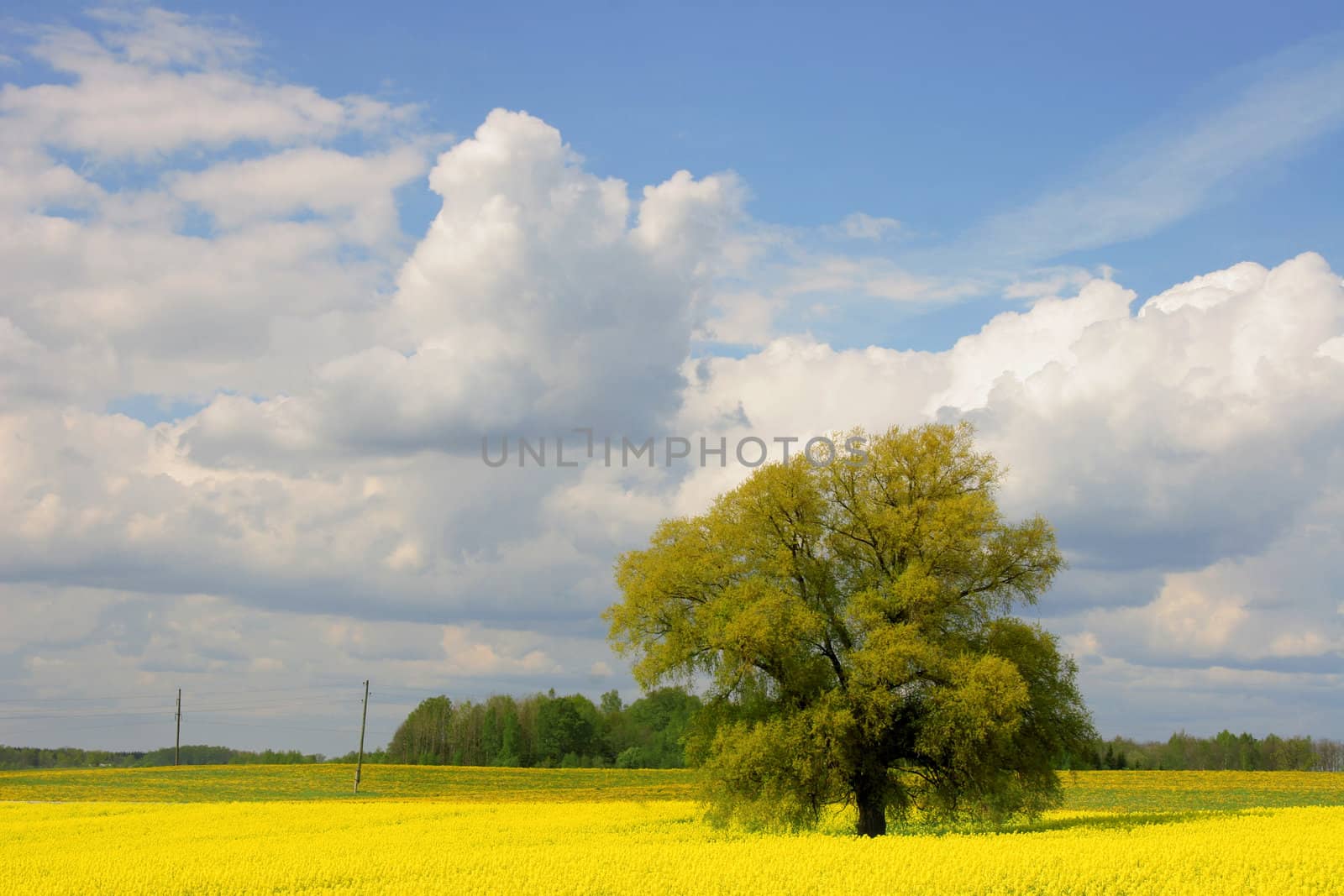 willow tree in canola field, summertime, Latvia