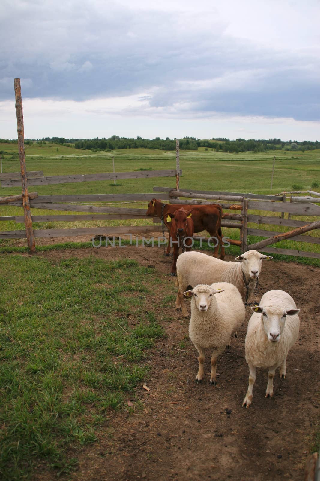 sheeps and calfs in pasture-ground
